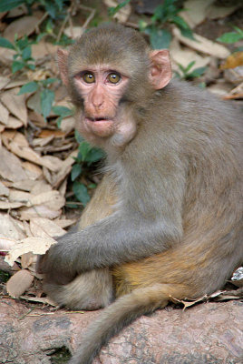 Young Rhesus Macaque with Food in Cheeks 08