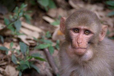 Young Rhesus Macaque with Food in Cheeks 06