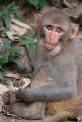 Young Rhesus Macaque with Food in Cheeks 07