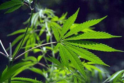Cannabis Growing Wild Manali 02