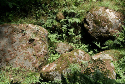 Ferns and Rocks Manali 01