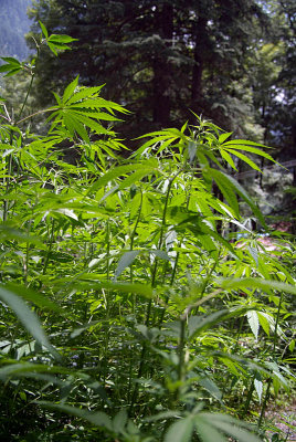 Cannabis Growing Wild Manali