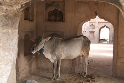 Cow Tethered in Ruins