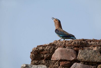 Indian Roller on a Wall