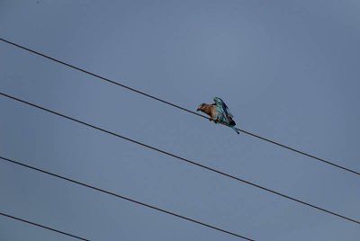 Indian Roller on a Wire