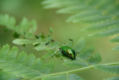 Shiny Green Bug on Fern