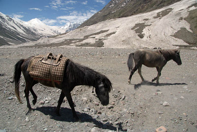 070 Pack Horses in Lahaul Valley 02