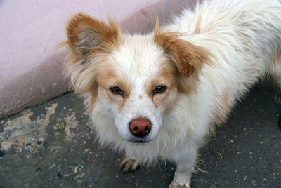 Cute Dog Kaza