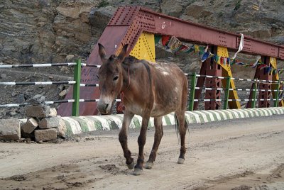 Donkey on the Pin Valley Bridge