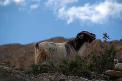 Goat Eating Spiti Valley