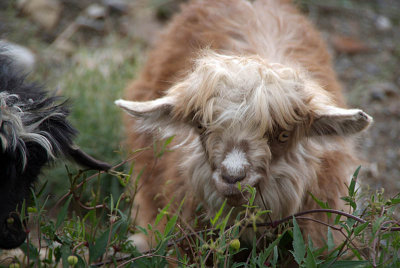 Pashmina Sheep Grazing