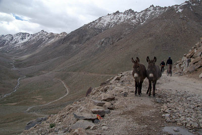 Donkeys in the Road from Khardung La