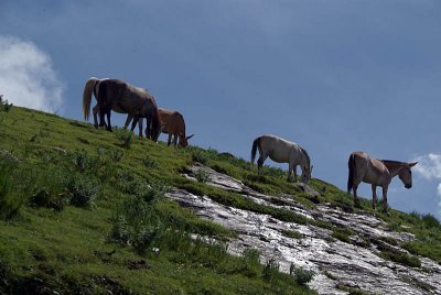 004 Horses by Rhotang Pass