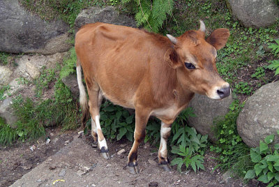 Brown Cow on Steps Manali