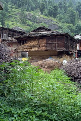 Cannabis and Houses Old Manali