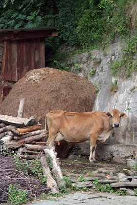 Cow in a Yard Old Manali