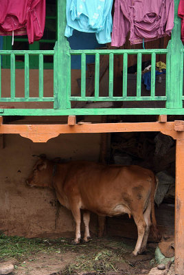 Cow Sheltering Under Balcony Old Manali