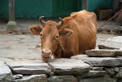 How Now Brown Cow Old Manali