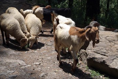 Goats and Sheep on the Path near Dharamsala