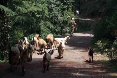 Goats on the Path near Dharamsala