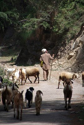 Goats on the Path near Dharamsala 02