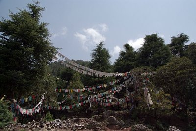 Prayer Flags in the Woods Dharamsala