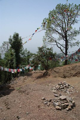 Prayer Flags in the Woods Dharamsala 02
