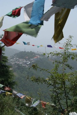 Prayer Flags in the Woods Dharamsala 03