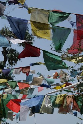 Prayer Flags in the Woods Dharamsala 04