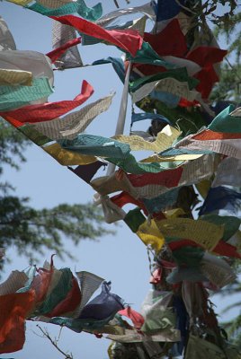 Prayer Flags in the Woods Dharamsala 05
