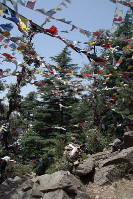 Prayer Flags in the Woods Dharamsala 06