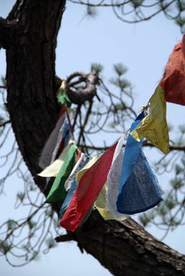 Prayer Flags in the Woods Dharamsala 07