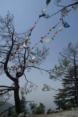 Prayer Flags in the Woods Dharamsala 08