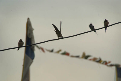 Swallows on a Wire Prayer Flags in Background