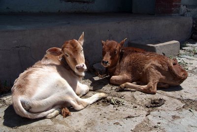 Young Cows Sittin Dharamkot