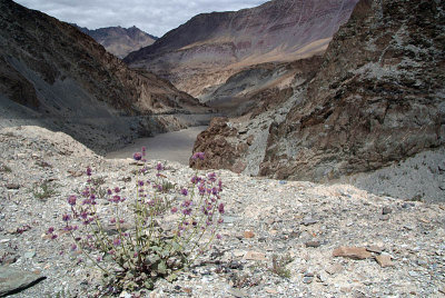 Scenery Along Zanskar Valley 02