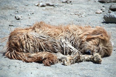 Sleeping Dog Caked in Mud Leh