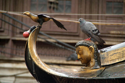 Life Imitating Art Pigeon on Temple Roof
