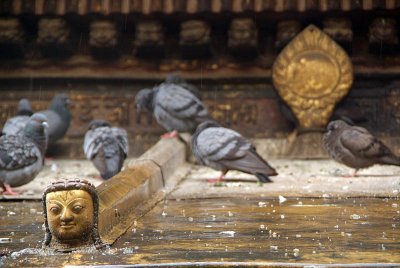 Pigeons on Temple Roof in Rain Kathmandu