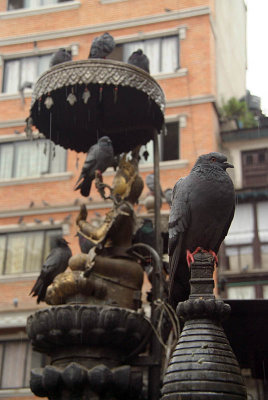Pigeons at Janabaha