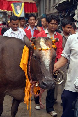 Cow at Gai Jatra Festival