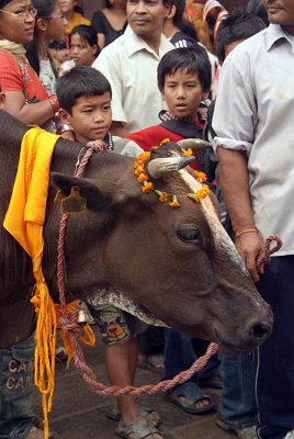 Cow at Gai Jatra Festival 02