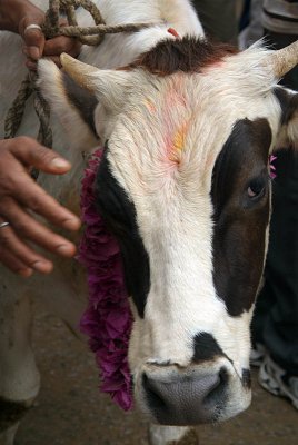 Cow at Jai Gai Jatra 03