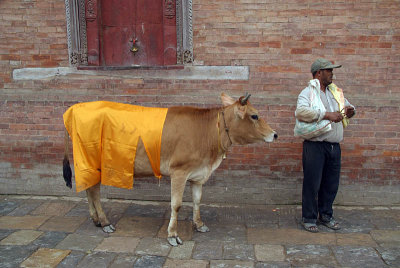 Cow at Gai Jatra Festival 04