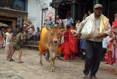 Cow at Gai Jatra Festival 05