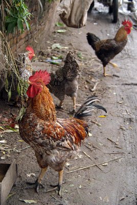 Chickens by the Ghats