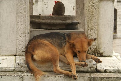 Dog Sleeping next to Shiva Linga