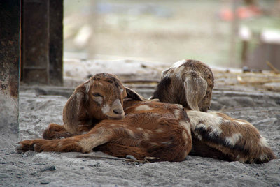 Goats by the Ghats 02