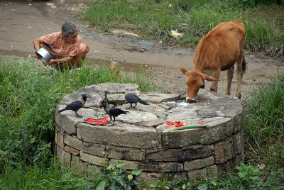 Woman Cow and Crows Ghats