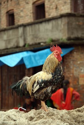 Cock on Heap of Sand Patan